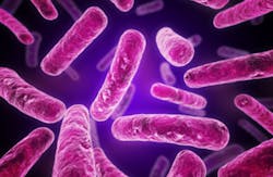 Escherichia Coli Ecoli 2 Escherichia Coli Ecoli 2