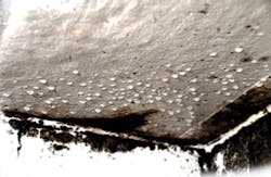 3603-risks-mold-mildew-in-air.jpg 3603-risks-mold-mildew-in-air.jpg