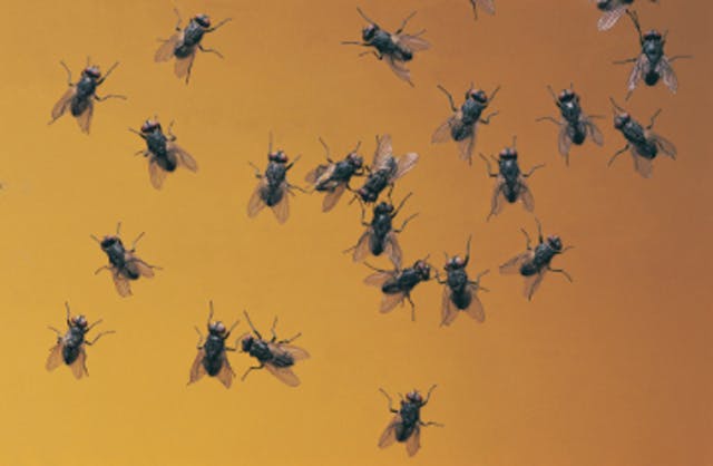 Swarm of flies shuts down part of wastewater treatment facility