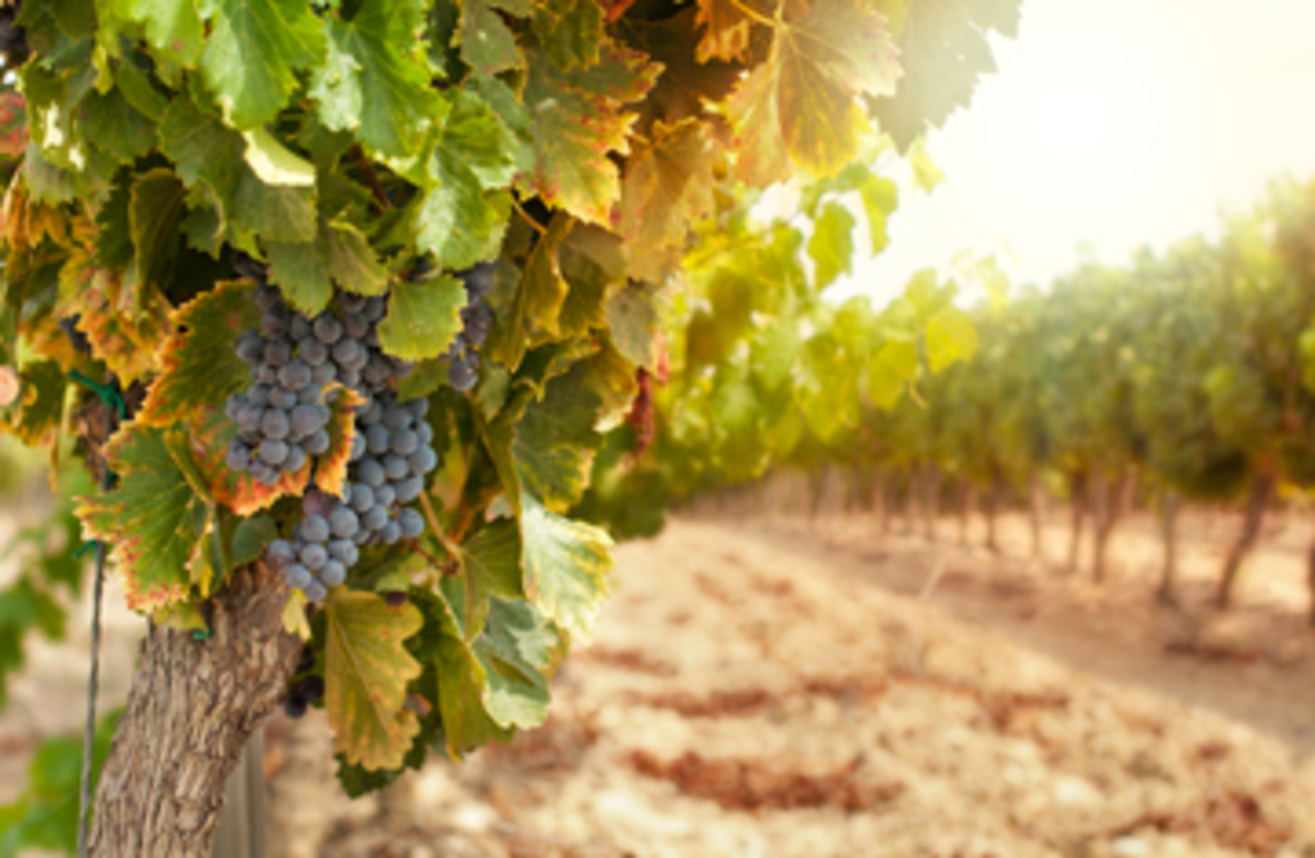 Vineyards at sunset