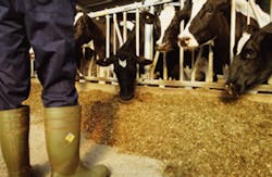 dairy farm dairy farm