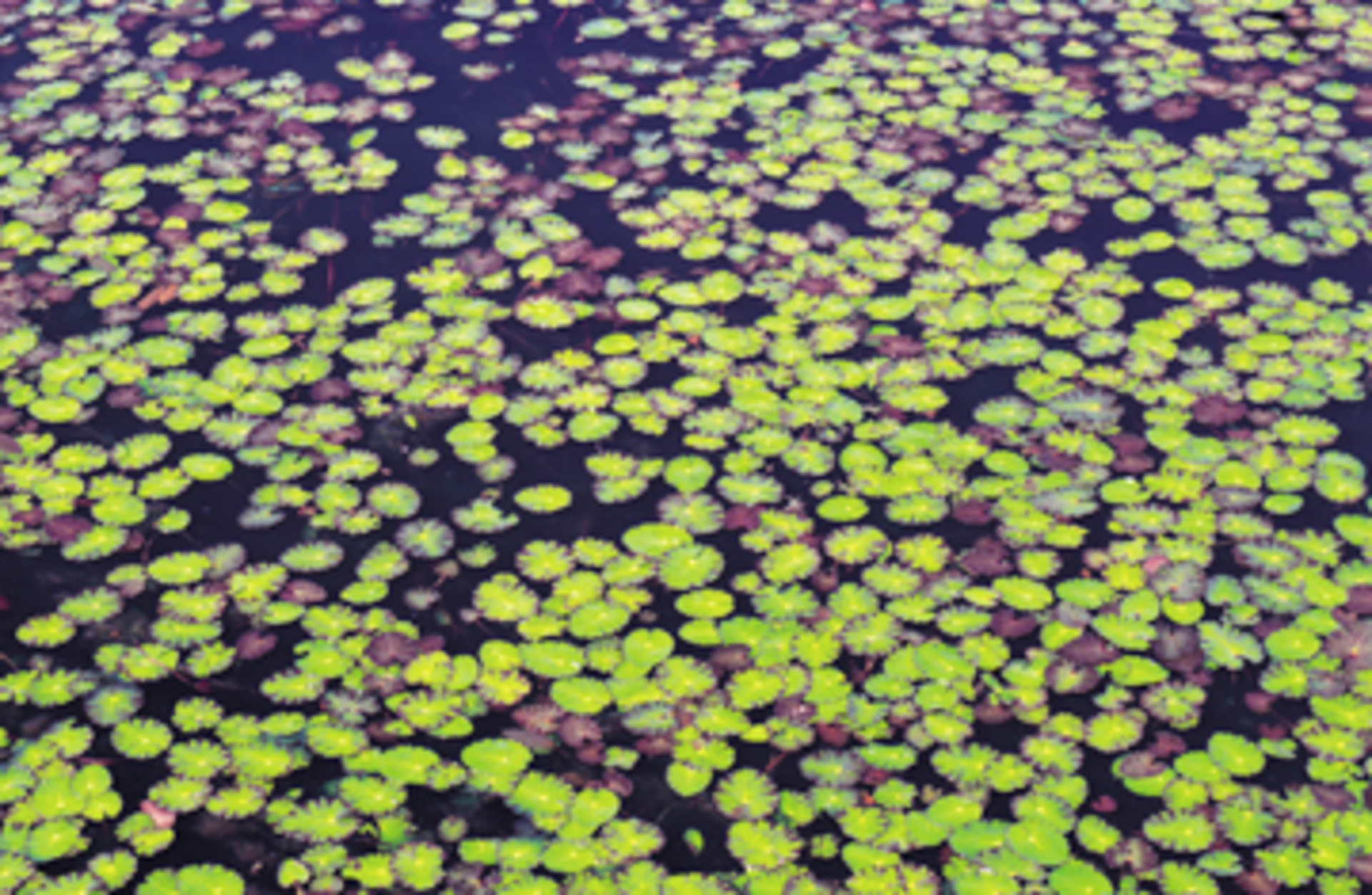aquatic plants