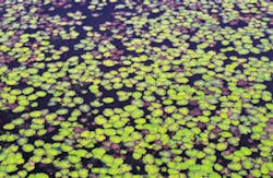 aquatic plants aquatic plants