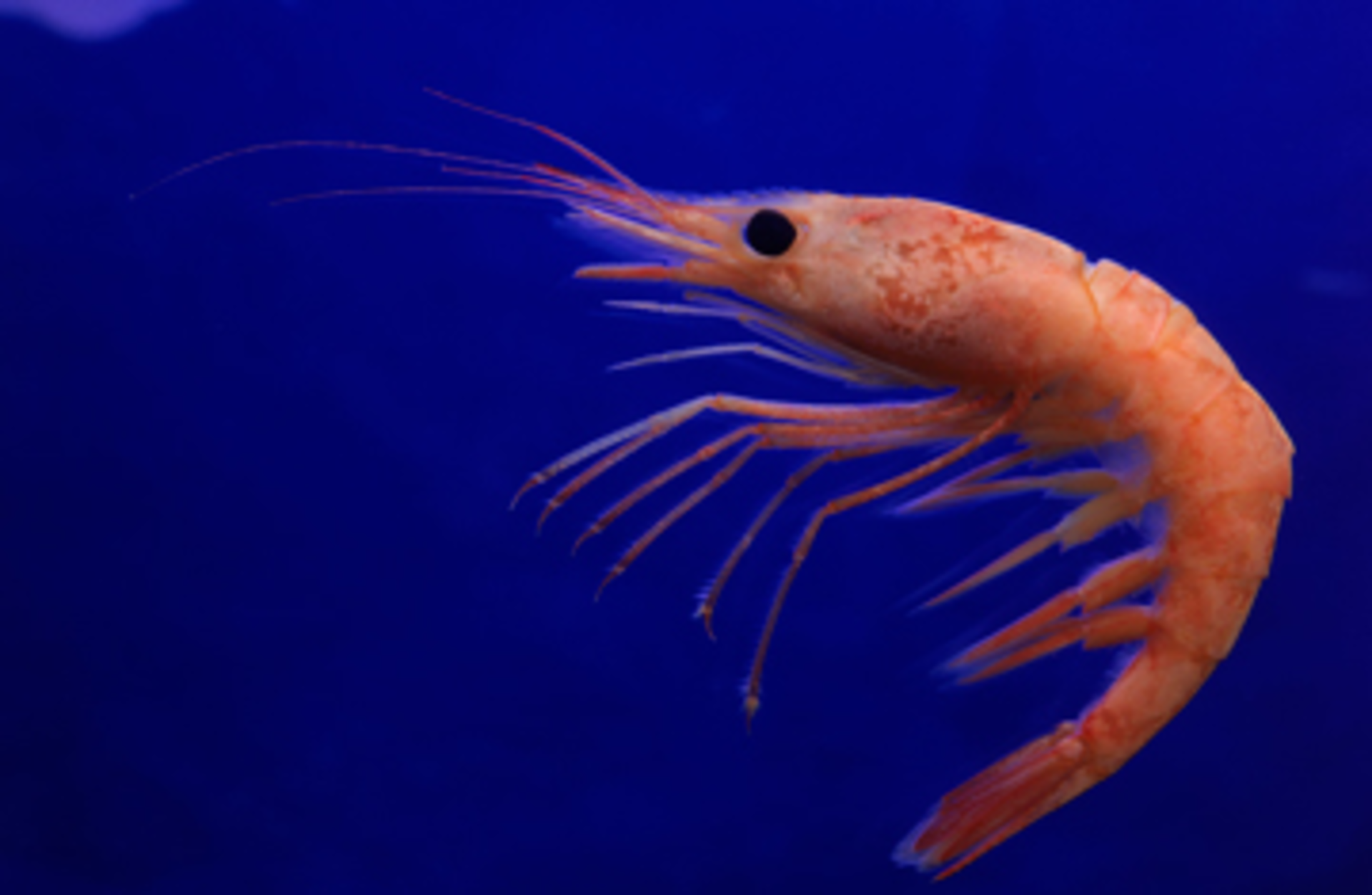 alive shrimp in water