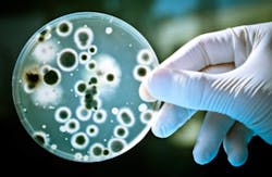 bacteria bacteria