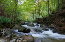forest-green-river-stream-water.jpg forest-green-river-stream-water.jpg