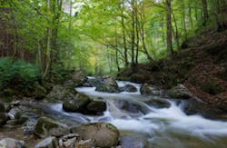 forest-green-river-stream-water.jpg