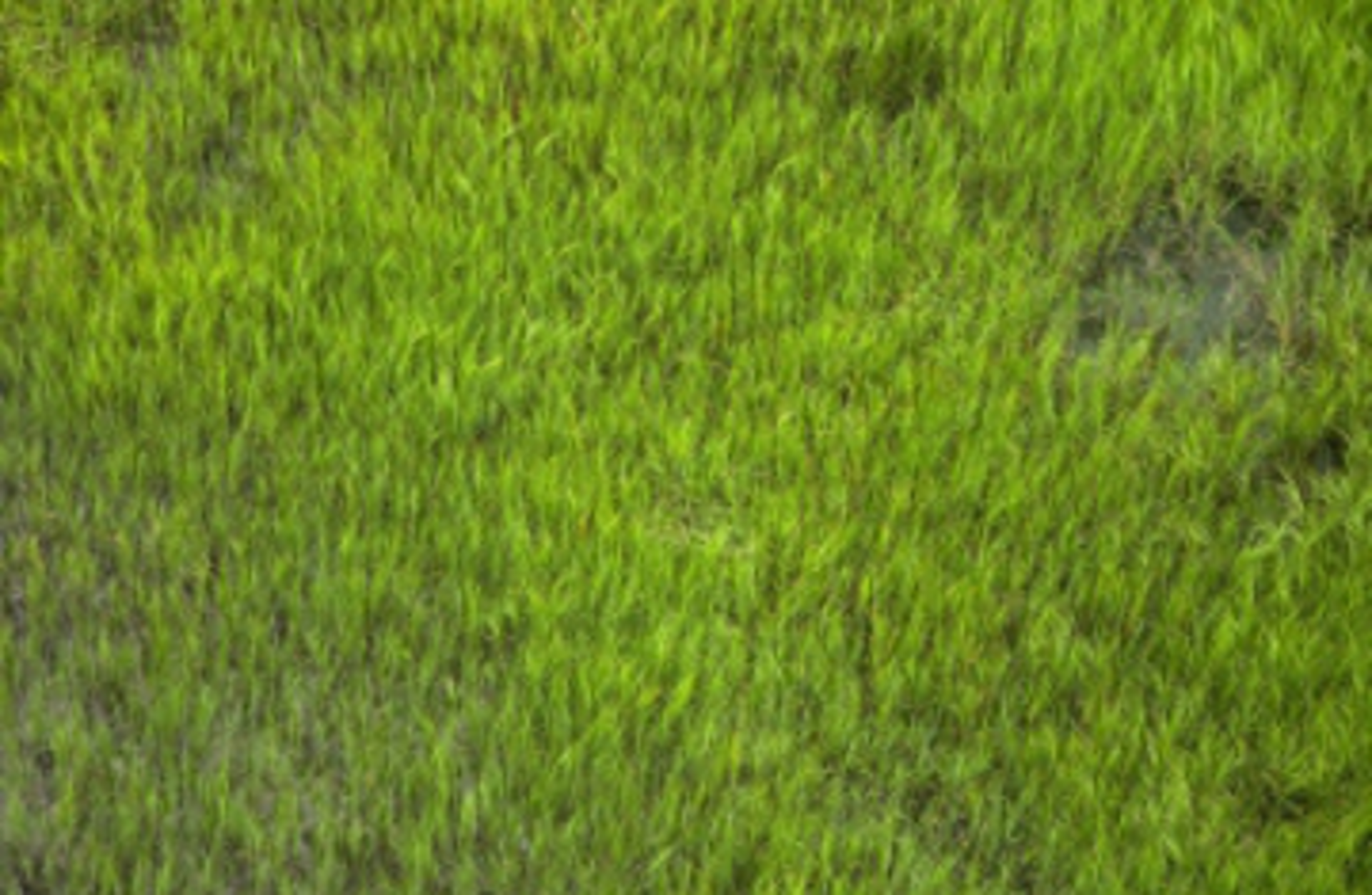 wetlands-grasses.jpg
