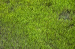 wetlands-grasses.jpg wetlands-grasses.jpg