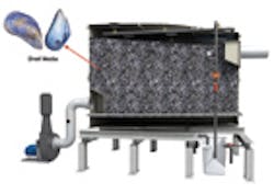 Anua Monashell Anua Monashell