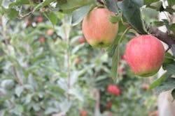 Forsta 7 Yakimaapples Forsta 7 Yakimaapples