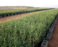 News Oman Reed Bed News Oman Reed Bed