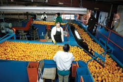 Orangeprocessingplant Orangeprocessingplant