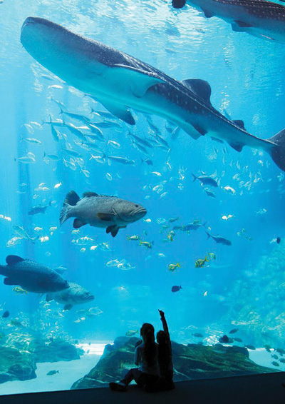 Ozone 1 Ocean Voyager Whale Shark