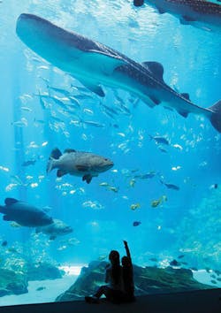 Ozone 1 Ocean Voyager Whale Shark Ozone 1 Ocean Voyager Whale Shark