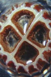 Pennwell web 200 297 Pennwell web 200 297