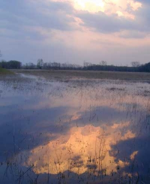 Pennwell web 300 368