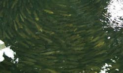 Pennwell web 350 207 Pennwell web 350 207