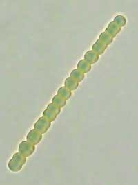 Th Odor 24 Th Odor 24