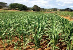 Us Water Cor Non Sorbital Photo Corn Field1 Us Water Cor Non Sorbital Photo Corn Field1