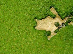 Content Dam Ww Online Articles 2016 02 Seaweed Content Dam Ww Online Articles 2016 02 Seaweed