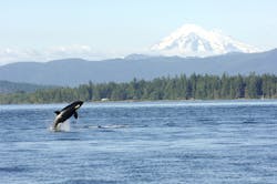 RobynPhoto/iStock RobynPhoto/iStock