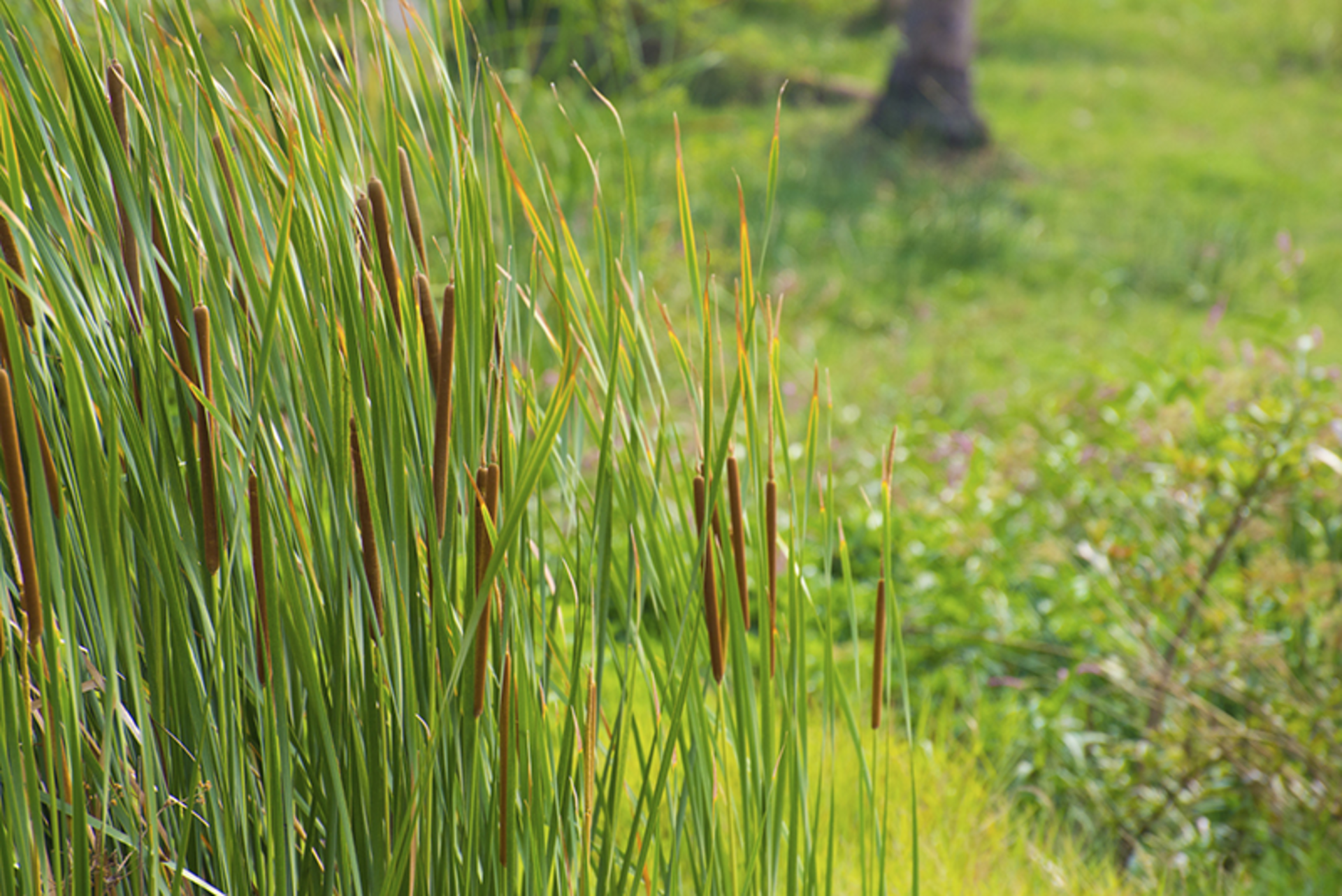 Ravindra Joisa/iStock