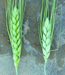 Comparisonofpeapods 887x1024 Comparisonofpeapods 887x1024