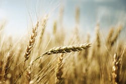 Ivanko_Brnjakovic/iStock Ivanko_Brnjakovic/iStock