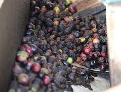 Olive Oils Olive Oils