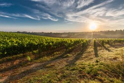 Content Dam Ww Online Articles 2017 01 Tuscany Grape Field Nature 51947 1 Content Dam Ww Online Articles 2017 01 Tuscany Grape Field Nature 51947 1