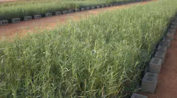 Oman Reed Bed
