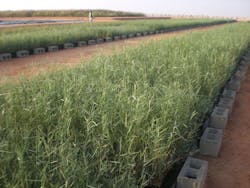 Oman Reed Bed Oman Reed Bed