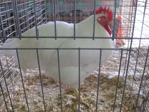 Content Dam Ww Online Articles 2017 03 1280px White Plymouth Rock Rooster