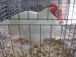 Content Dam Ww Online Articles 2017 03 1280px White Plymouth Rock Rooster Content Dam Ww Online Articles 2017 03 1280px White Plymouth Rock Rooster