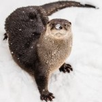 Content Dam Ww Online Articles 2017 03 Otters 1