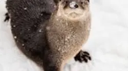 Content Dam Ww Online Articles 2017 03 Otters 1