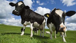 Content Dam Ww Online Articles 2017 07 040216 Dairy Cows 615x346 Content Dam Ww Online Articles 2017 07 040216 Dairy Cows 615x346