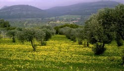 Content Dam Ww Online Articles 2017 09 Sardinia Maristella Olive Grove Content Dam Ww Online Articles 2017 09 Sardinia Maristella Olive Grove