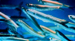 Content Dam Ww Online Articles 2017 11 Anchovy Closeup