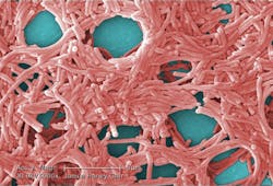 1712iwwft2 P02 Biofilm Image 1712iwwft2 P02 Biofilm Image