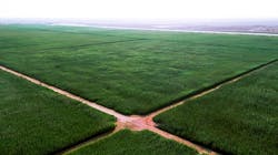 3 Reed Bed Cells At Nwtp By Bauer Nimr Llc 3 Reed Bed Cells At Nwtp By Bauer Nimr Llc