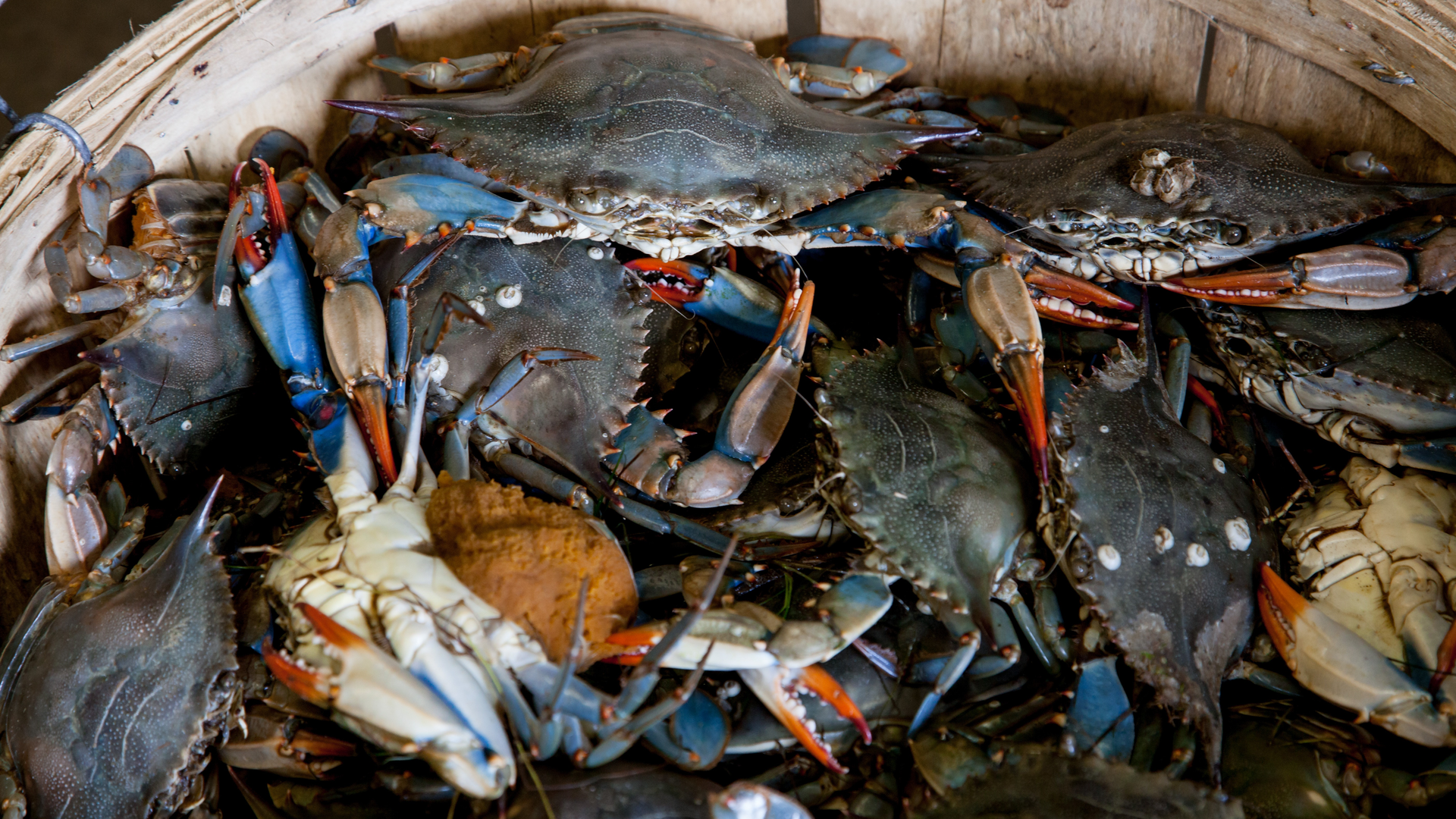 Bucket Of Gray Crabs 2252617 Photo By John Lambeth From Pexels 5ef6082042ceb