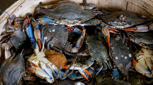 Bucket Of Gray Crabs 2252617 Photo By John Lambeth From Pexels