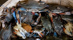 Bucket Of Gray Crabs 2252617 Photo By John Lambeth From Pexels