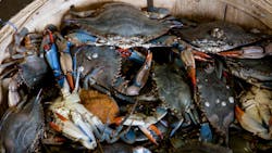 Bucket Of Gray Crabs 2252617 Photo By John Lambeth From Pexels 5ef6082042ceb Bucket Of Gray Crabs 2252617 Photo By John Lambeth From Pexels 5ef6082042ceb