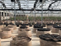 Bins with different strains of seeded marijuana plants at an indoor growing operation in Nevada. Bins with different strains of seeded marijuana plants at an indoor growing operation in Nevada.