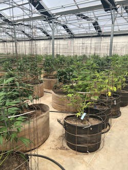 Fully grown marijuana plants at indoor grow facility in Nevada. Fully grown marijuana plants at indoor grow facility in Nevada.