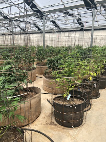 Fully grown marijuana plants at indoor grow facility in Nevada.