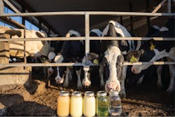 Cow We Work With 2048x1366 6054cb64a1ceb Cow We Work With 2048x1366 6054cb64a1ceb